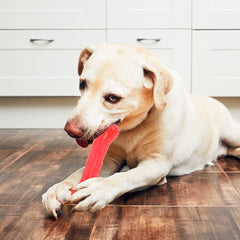Bone Shaped Dog Toy