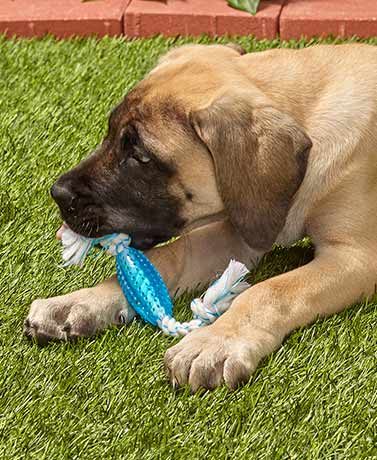 Multipet Canine Clean Rope w/ TPR- Peppermint